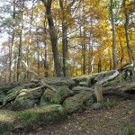 Der Pfälzerwald
