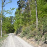 Der Pfälzerwald