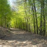 Der Pfälzerwald