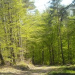 Der Pfälzerwald