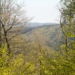 Der Pfälzerwald