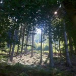 Der Pfälzerwald